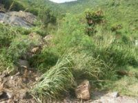 Diamond Hill Land