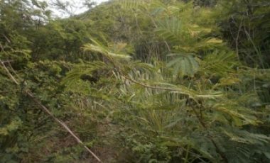 Cayhill Development Land