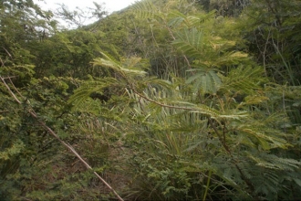 Cayhill Development Land
