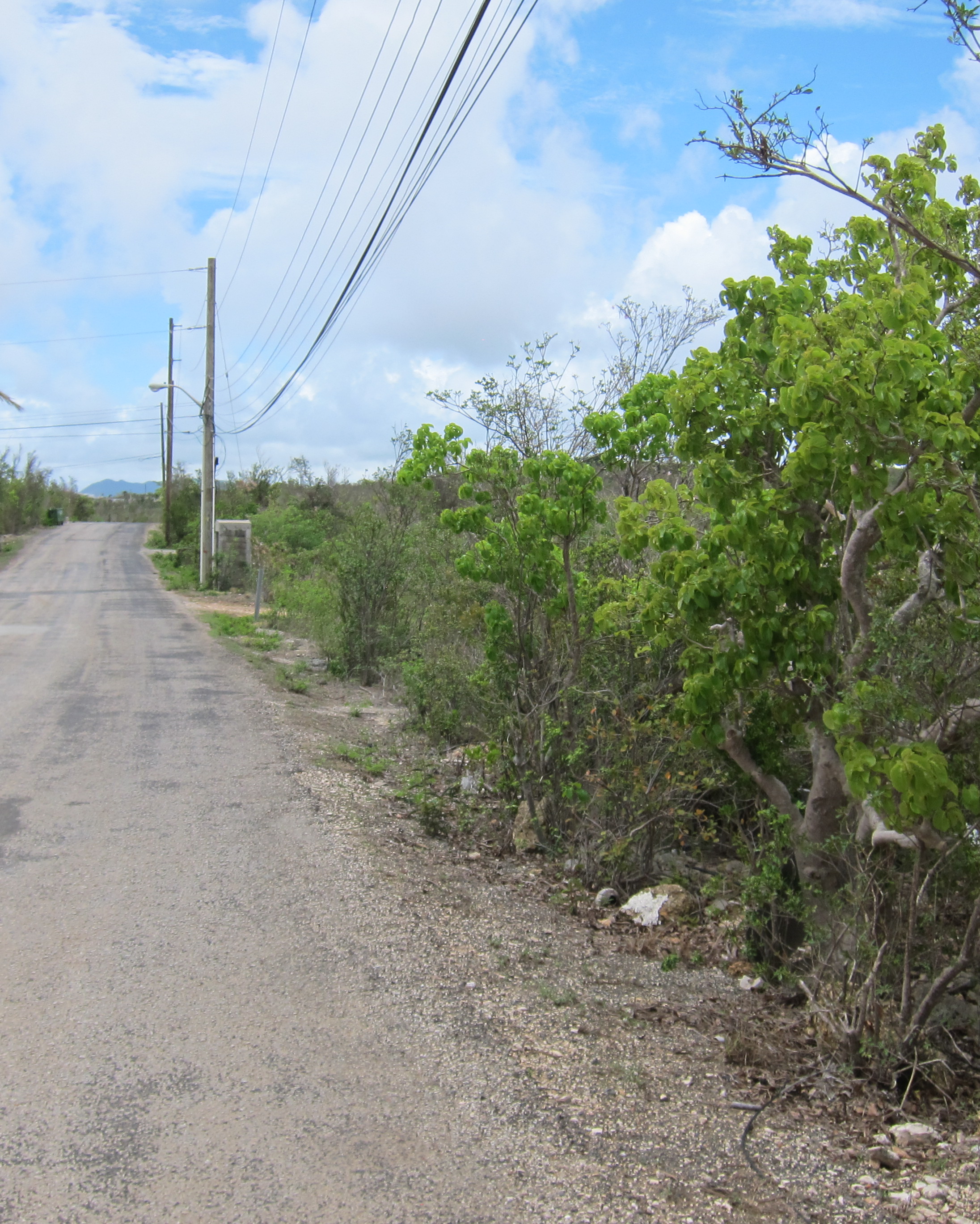 Cedar Village Land