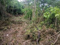 Almond Grove Land – Lot Delphine – For Sale